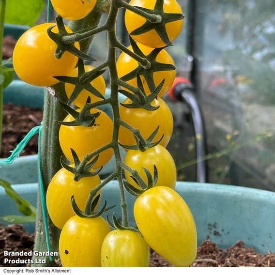 Tomato 'Dattolime'