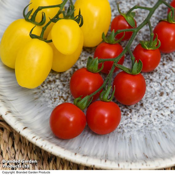 Tomato 'Dattolime'