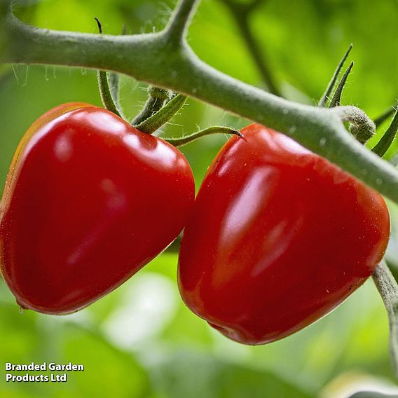 Tomato 'Fraise' - Seeds