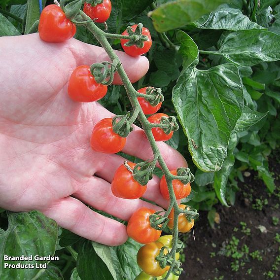 Tomato 'Fraise' - Seeds