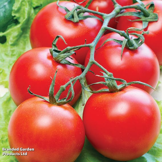 Tomato 'Gardener's Delight' (Indeterminate) - Seeds