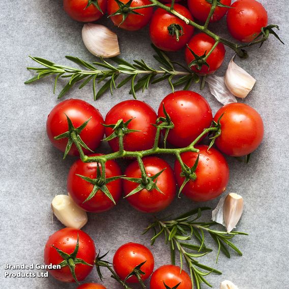 Tomato 'Gardener's Delight' (Indeterminate) - Seeds