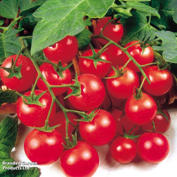 Tomato 'Gardener's Delight' (Indeterminate) - Seeds