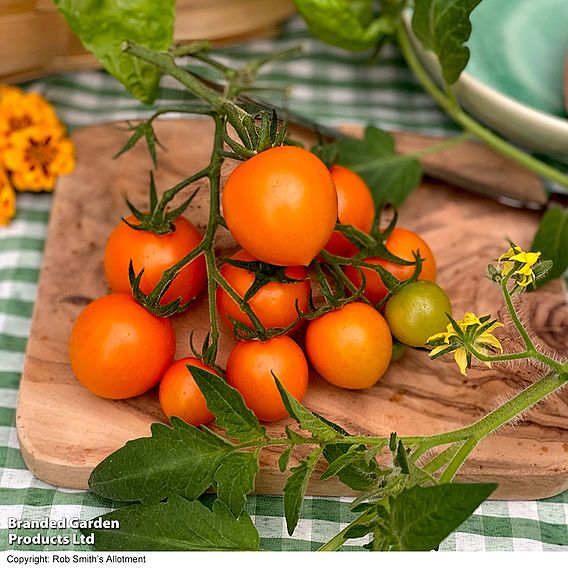 Tomato 'Merrygold' (Grafted)