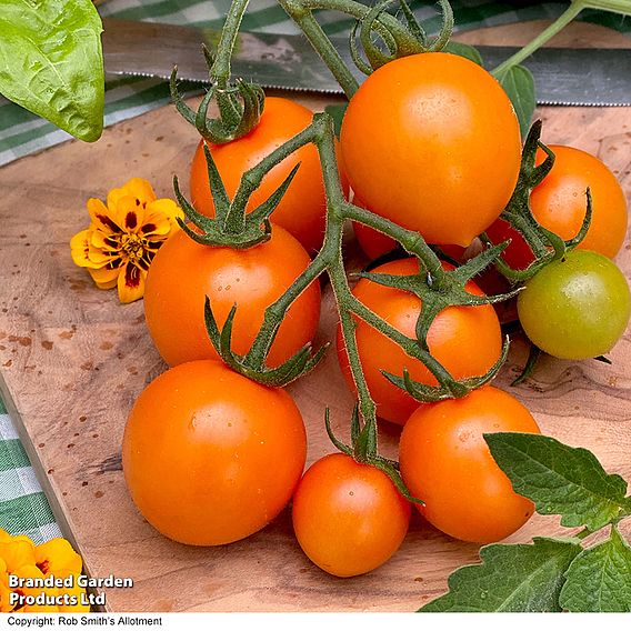 Tomato 'Merrygold' (Grafted)