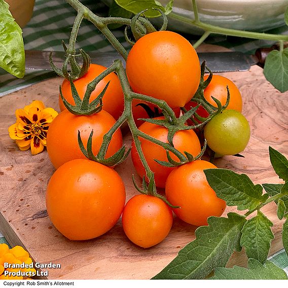 Tomato 'Merrygold' (Grafted)