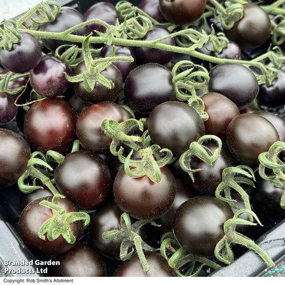 Tomato 'Nightshade'