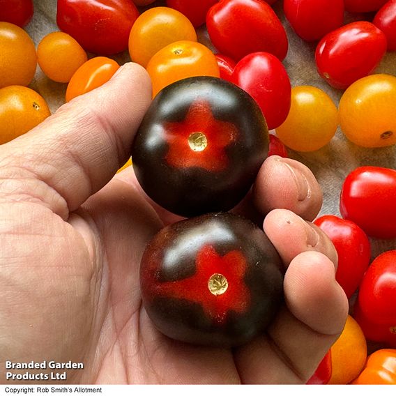 Tomato 'Nightshade'