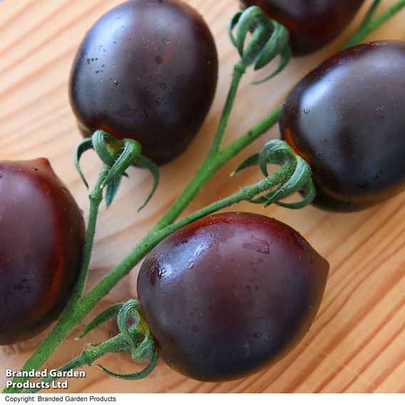 Tomato 'Nightshade'