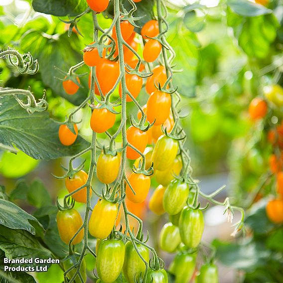 Tomato 'Ormato' (Organic) - Seeds