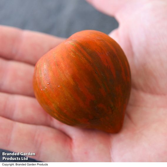 Tomato 'Purple Zebra' (Grafted)