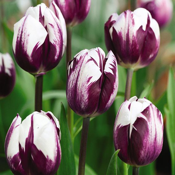 Tulip 'Blueberry Ripple'