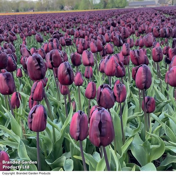 Tulip 'Continental'