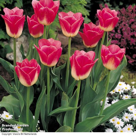 Tulip 'Dynasty'