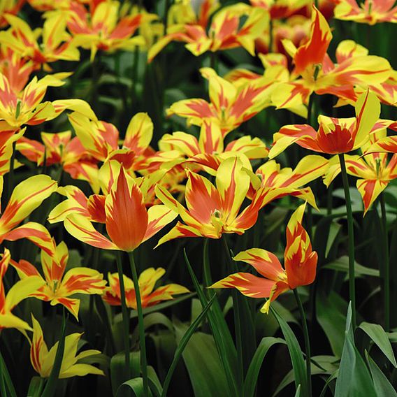 Tulip 'Fire Wings'