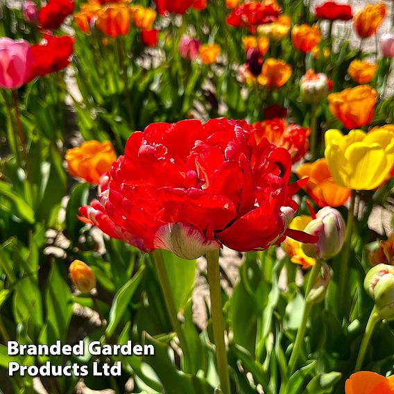 Tulip Double Flowering Mixed Bouquet