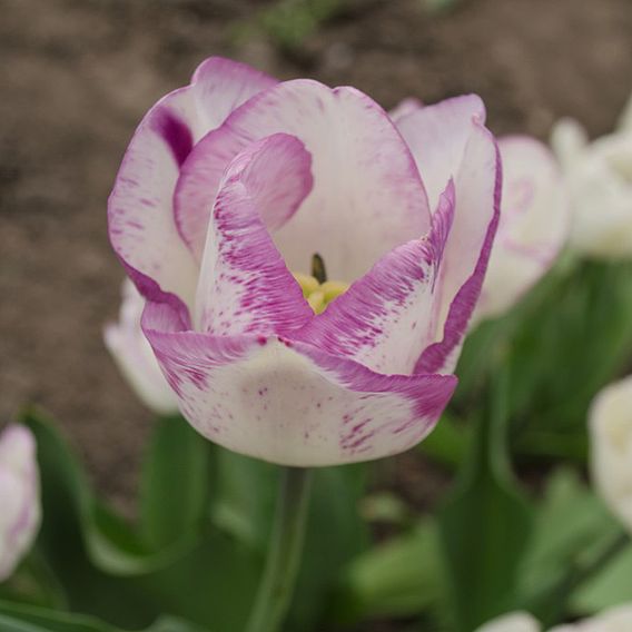 Tulip 'Shirley'