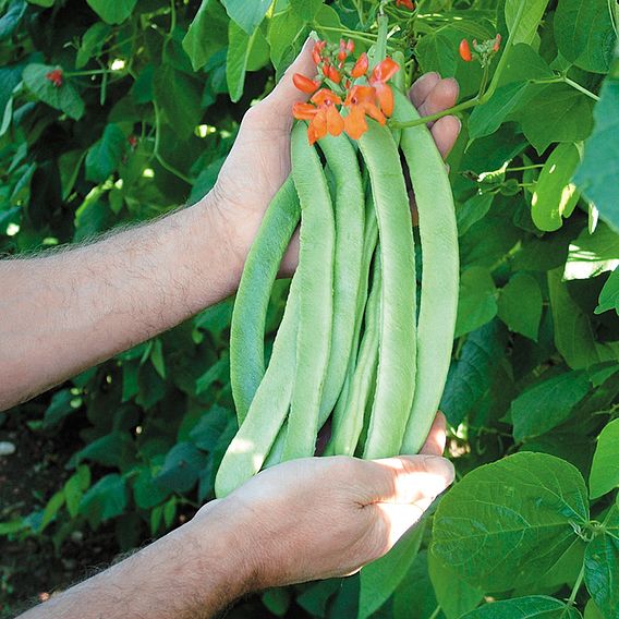 Runner Bean 'Enorma' - Seeds