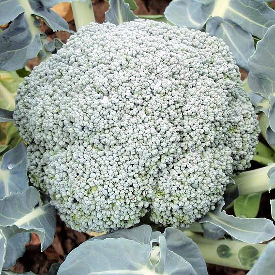 Broccoli 'Stromboli' (Calabrese)