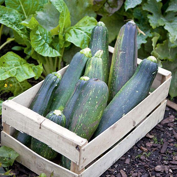 Courgette 'Black Beauty' (Organic) - Seeds