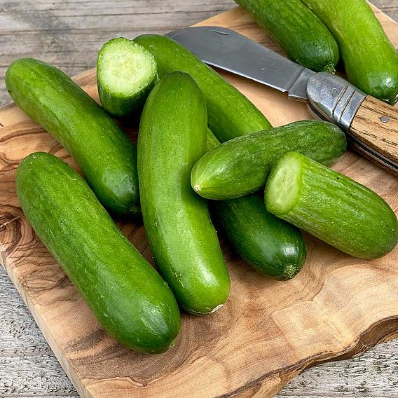 Cucumber 'Green Fingers' F1 Hybrid