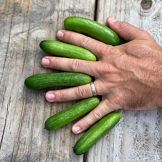 Cucumber 'Green Fingers' F1 Hybrid