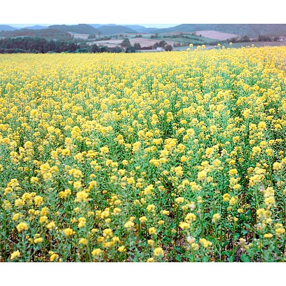 Mustard 'White' - Seeds