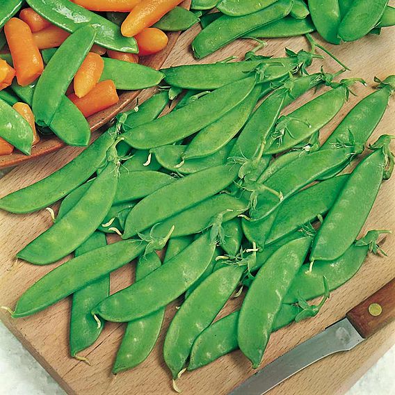 Pea 'Oregon Sugar Pod' - Seeds