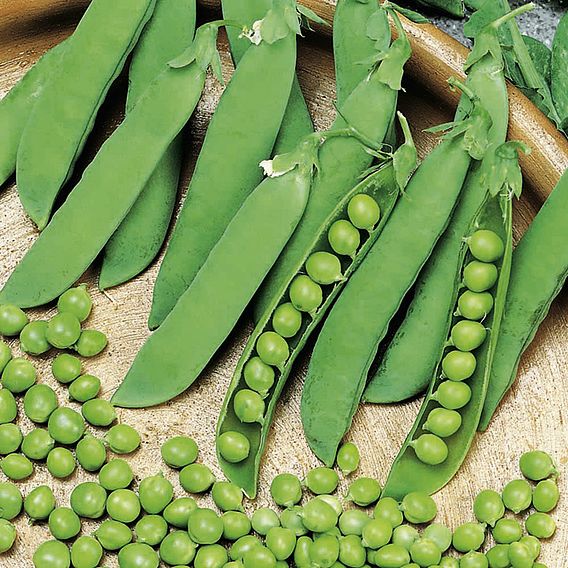 Pea 'Alderman' - Seeds