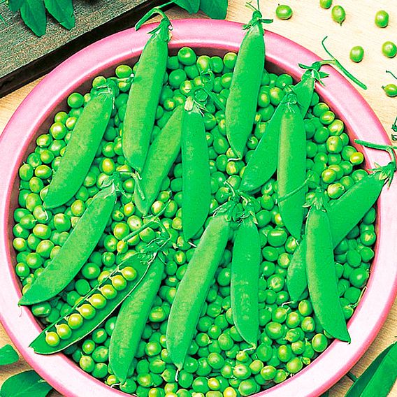 Pea 'Kelvedon Wonder' - Seeds