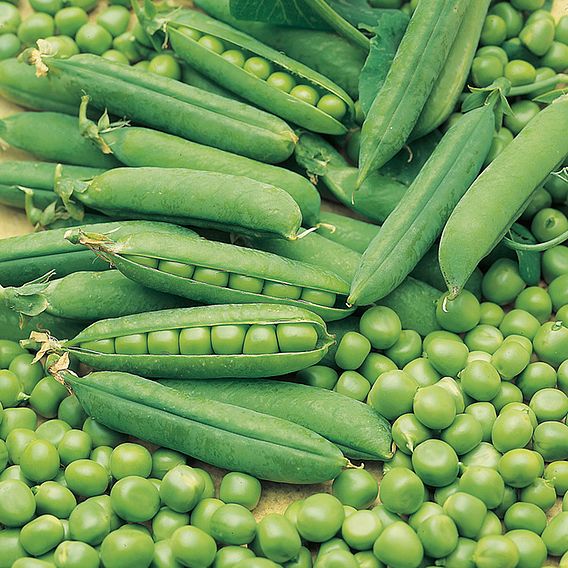 Pea 'Early Onward' - Seeds