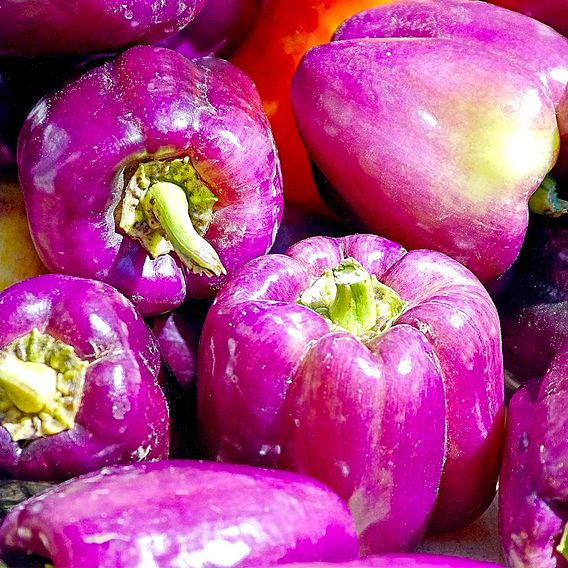 Sweet Pepper 'Beluga Lilac' (Grafted)