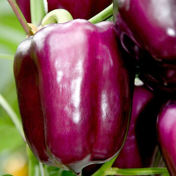 Sweet Pepper 'Beluga Lilac' (Grafted)