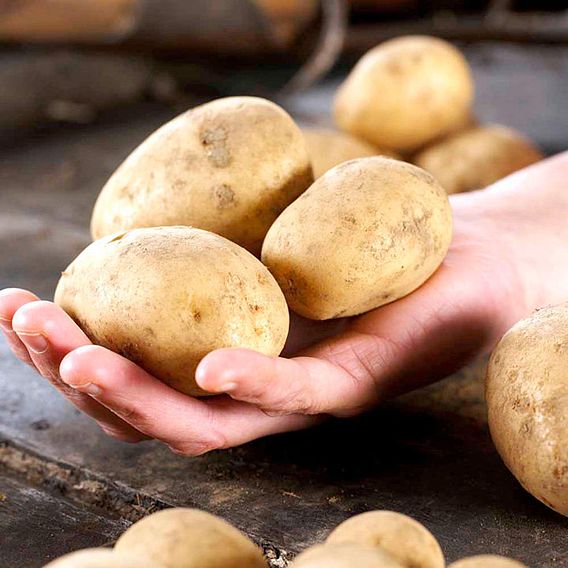 Potato 'Maris Peer' (Second Cropping)