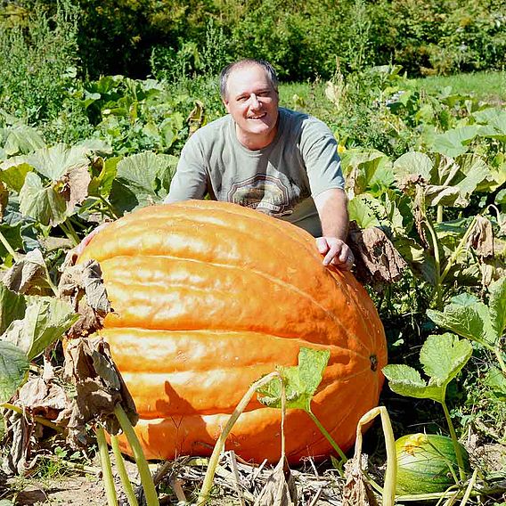 Pumpkin 'Atlantic Giant' - Seeds