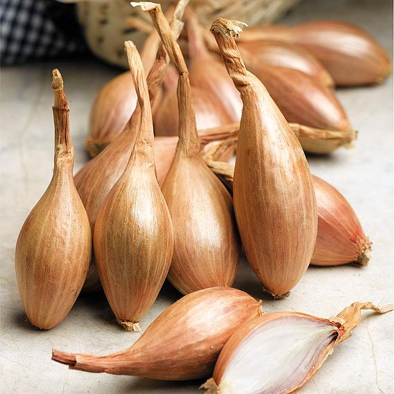 Shallot 'Jermor' (Autumn Planting)