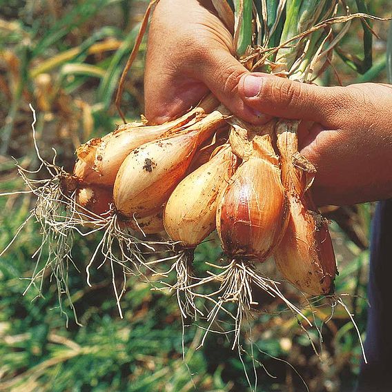 Shallot 'Jermor' (Autumn Planting)