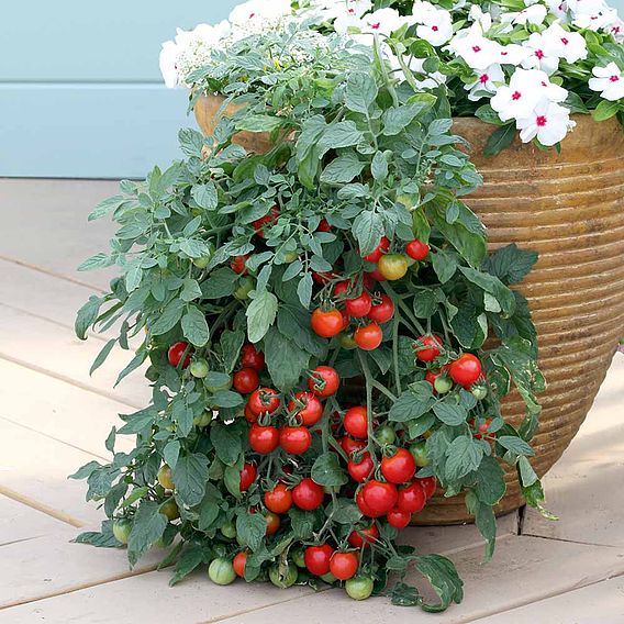 Tomato 'Tumbling Tom Red' (Determinate) - Seeds