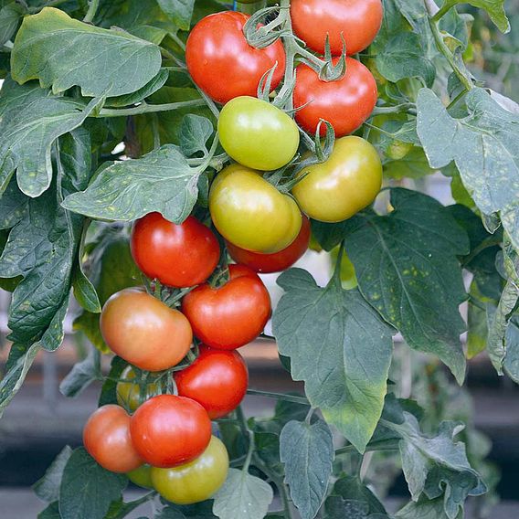 Tomato Crimson Collection