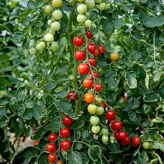 Tomato 'Crimson Cherry' (Indeterminate) F1 - Seeds