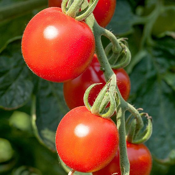 Tomato 'Crimson Cherry' (Indeterminate) F1 - Seeds