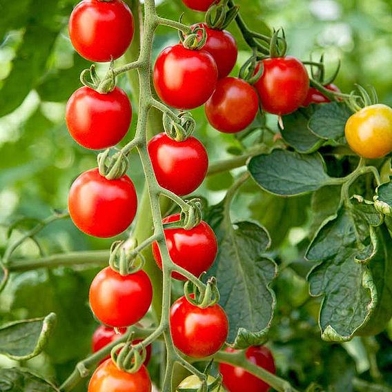 Tomato 'Crimson Cherry' (Indeterminate) F1 - Seeds