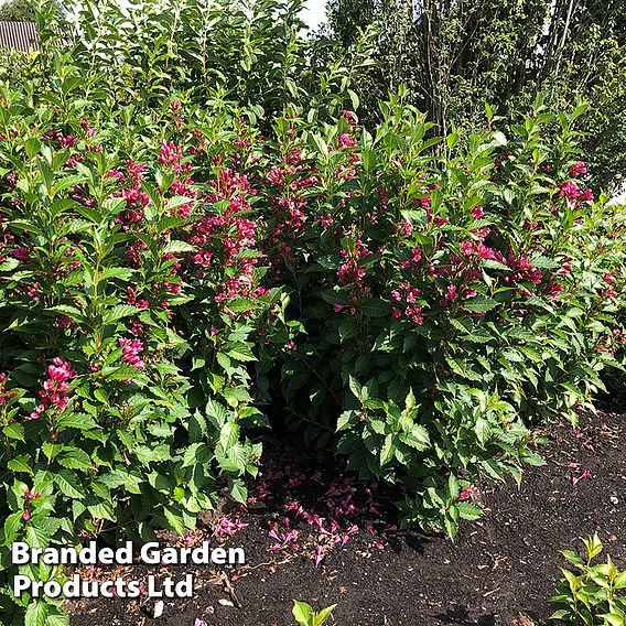 Weigela 'Big Love'