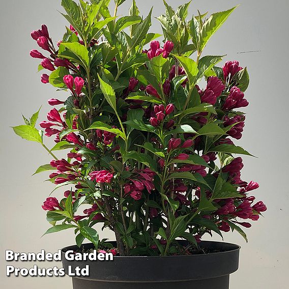 Weigela 'Big Love'