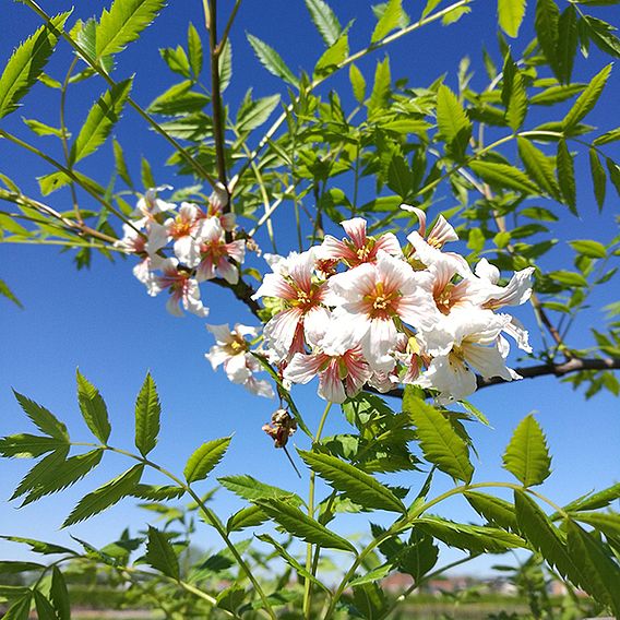 Xanthoceras sorbifolium