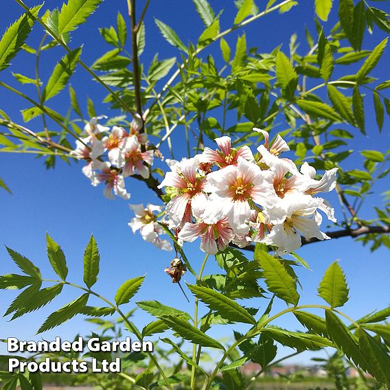 Xanthoceras sorbifolium