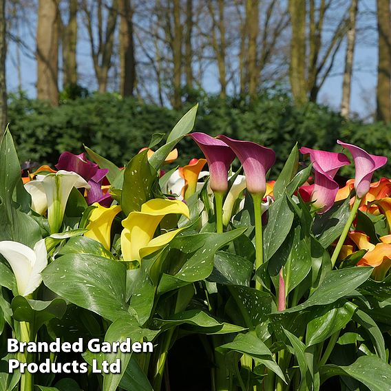 Calla Lily 'Spectrum Mixed'