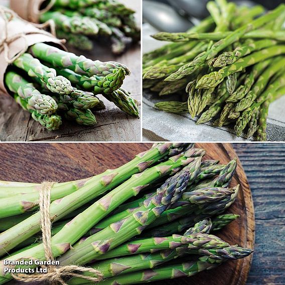 Asparagus 'Continuity Collection'