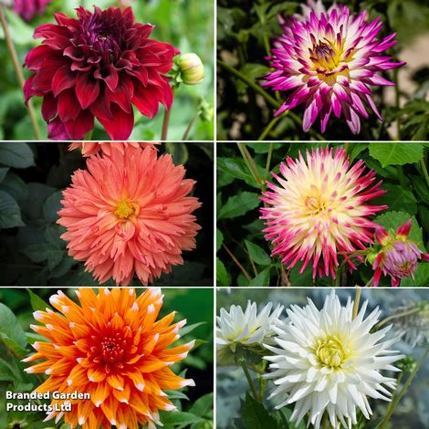 Dahlia 'Cactus Bundle'