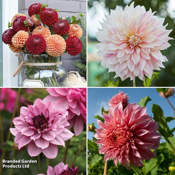 Dahlia Garden Pack